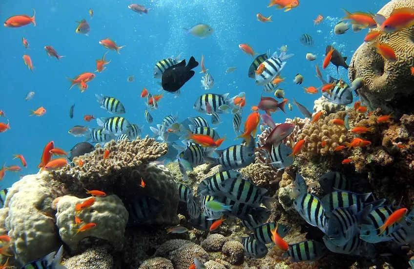 aquarium le grau de roi france